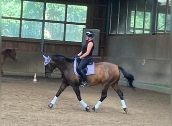 Hanoverian, Mare, 16 years, 16,1 hh, Brown