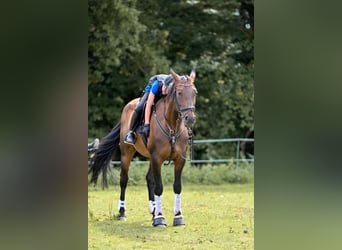 Hanoverian, Mare, 16 years, 16,1 hh, Brown