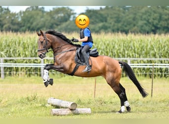 Hanoverian, Mare, 16 years, 16,1 hh, Brown