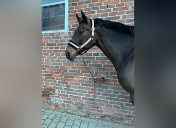 Hanoverian, Mare, 16 years, 16,1 hh, Brown