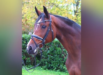 Hanoverian, Mare, 16 years, 16,1 hh, Brown