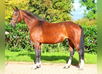 Hanoverian, Mare, 16 years, 16,1 hh, Brown