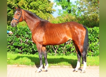 Hanoverian, Mare, 16 years, 16,1 hh, Brown