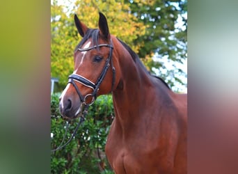 Hanoverian, Mare, 16 years, 16,1 hh, Brown