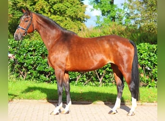 Hanoverian, Mare, 16 years, 16,1 hh, Brown