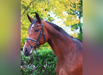 Hanoverian, Mare, 16 years, 16,1 hh, Brown