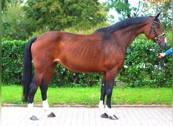 Hanoverian, Mare, 16 years, 16,1 hh, Brown