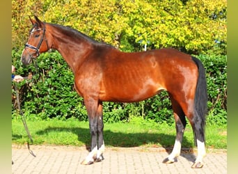 Hanoverian, Mare, 16 years, 16,1 hh, Brown