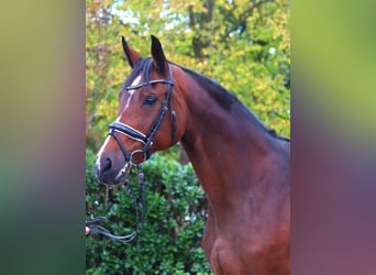 Hanoverian, Mare, 16 years, 16,1 hh, Brown