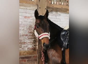 Hanoverian, Mare, 16 years, 16,1 hh, Brown