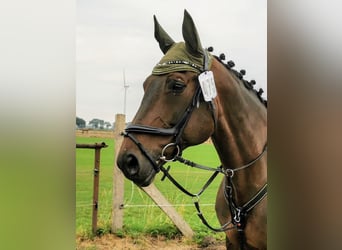 Hanoverian, Mare, 16 years, 16,1 hh, Brown