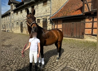 Hanoverian, Mare, 16 years, 16,1 hh, Brown