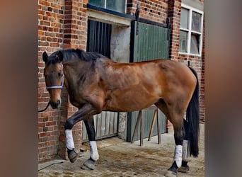 Hanoverian, Mare, 16 years, 16,1 hh, Brown