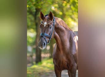 Hanoverian, Mare, 16 years, 16.1 hh, Chestnut