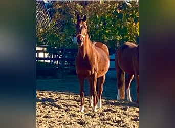 Hanoverian, Mare, 16 years, 16,1 hh, Chestnut