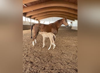 Hanoverian, Mare, 16 years, 16,1 hh, Chestnut