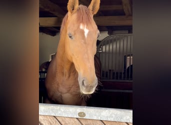 Hanoverian, Mare, 16 years, 16,1 hh, Chestnut