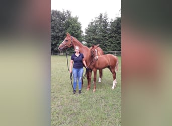 Hanoverian, Mare, 16 years, 16.1 hh, Chestnut-Red