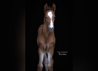 Hanoverian, Mare, 16 years, 16.1 hh, Chestnut-Red