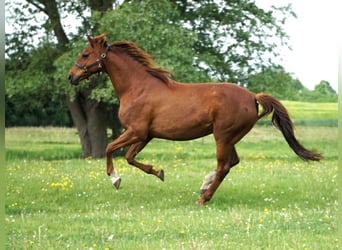 Hanoverian, Mare, 16 years, 16,1 hh, Chestnut-Red