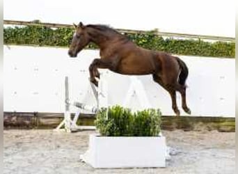 Hanoverian, Mare, 16 years, 16,1 hh, Chestnut-Red