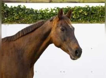 Hanoverian, Mare, 16 years, 16,1 hh, Chestnut-Red