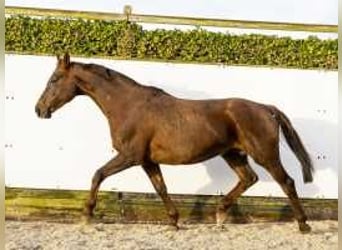 Hanoverian, Mare, 16 years, 16,1 hh, Chestnut-Red