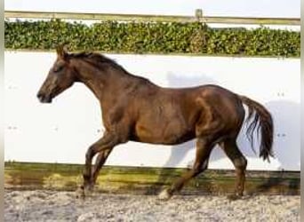 Hanoverian, Mare, 16 years, 16,1 hh, Chestnut-Red