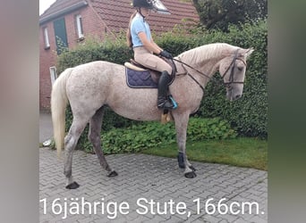 Hannoveraner, Stute, 16 Jahre, 16,1 hh, Apfelschimmel