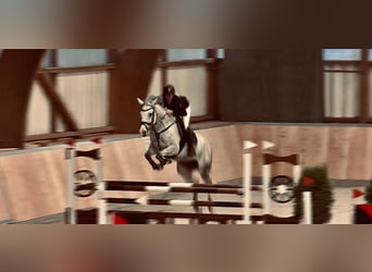 Hanoverian, Mare, 16 years, 16,1 hh, Gray-Fleabitten