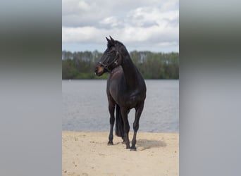 Hanoverian, Mare, 16 years, 16.1 hh, Smoky-Black