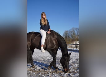 Hanoverian, Mare, 16 years, 16.1 hh, Smoky-Black