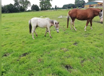 Hanoverian, Mare, 16 years, 16,2 hh, Brown