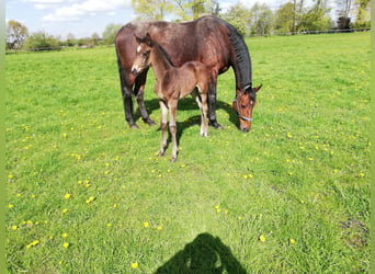 Hanoverian, Mare, 16 years, 16,2 hh, Brown