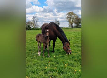 Hanoverian, Mare, 16 years, 16,2 hh, Brown