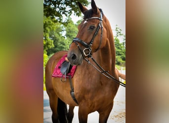 Hanoverian, Mare, 16 years, 16,2 hh, Brown