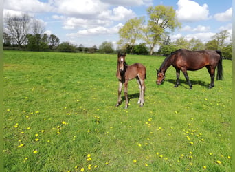 Hanoverian, Mare, 16 years, 16,2 hh, Brown