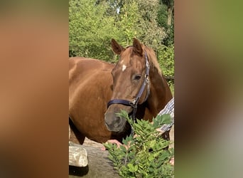 Hanoverian, Mare, 16 years, 16.2 hh, Chestnut-Red
