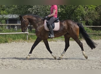 Hanoverian, Mare, 16 years, 16.3 hh, Bay-Dark
