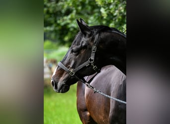 Hanoverian, Mare, 16 years, 16.3 hh, Bay-Dark