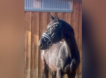 Hanoverian, Mare, 16 years, 16.3 hh, Black