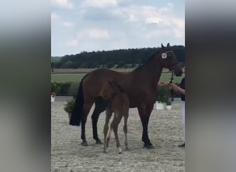Hanoverian, Mare, 16 years, 16 hh, Brown