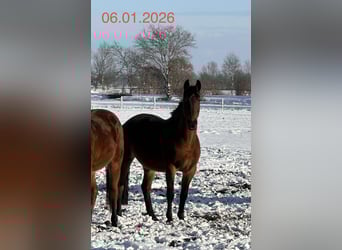 Hanoverian, Mare, 16 years, 16 hh, Brown