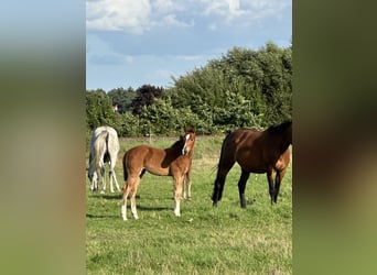 Hanoverian, Mare, 16 years, 16 hh, Brown