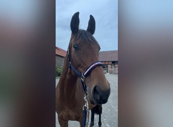Hanoverian, Mare, 16 years, 16 hh, Brown