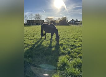 Hanoverian, Mare, 16 years, 16 hh, Brown