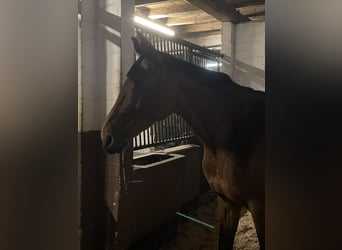 Hanoverian, Mare, 16 years, 16 hh, Brown