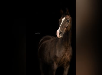 Hanoverian, Mare, 16 years, 16 hh, Chestnut