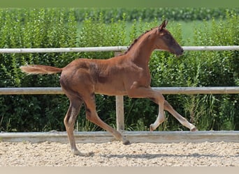 Hanoverian, Mare, 16 years, 16 hh, Chestnut