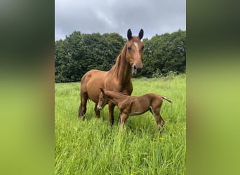 Hanoverian, Mare, 16 years, 16 hh, Chestnut-Red
